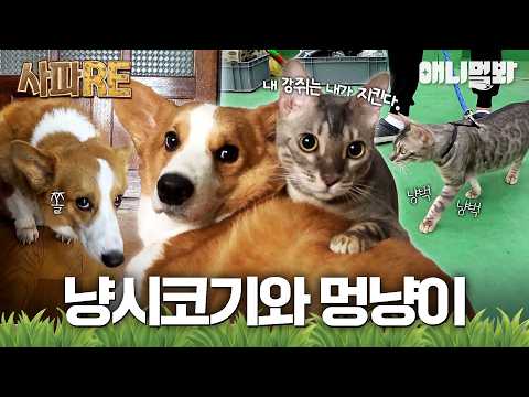[사파RE] 그니까 냥이출신 코기랑 댕댕이 출신 냥이라는거지? #동물농장 #animalfarm