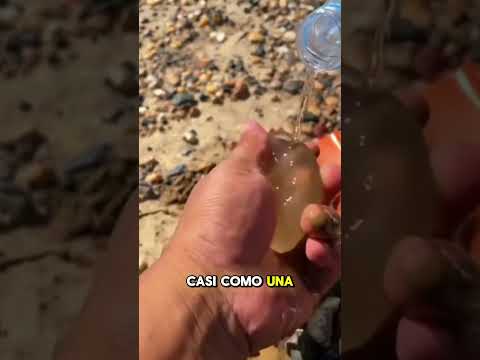 Encontró una auténtica JOYA NATURAL😱💎