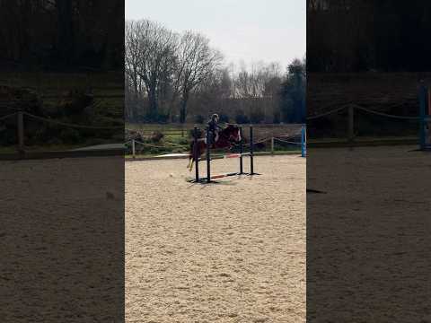 When do we pluck up the courage to advertise Charles 😭 #horse #equestrian #lifeisbutadream