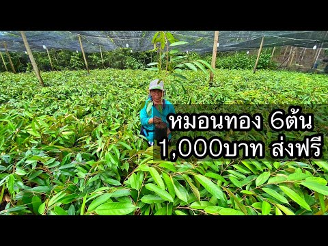 หมอนทองกิ่งข้าง6ต้น-1,000บาทส่งฟรี-สั่งซื้อก่อนวันที่9965-แถ ลุงหมูป้าตุ้ยพันธุ์ไม้ สำนักงานใหญ่ - จำหน่ายกิ่งพันธุ์ทุเรียนคุณภาพ หมอนทองกิ่งข้าง6ต้น 1,000บาทส่งฟรี สั่งซื้อก่อนวันที่9965 แถ