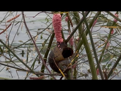 Freshwater Snail Laying Pink Eggs on a Plant Stem