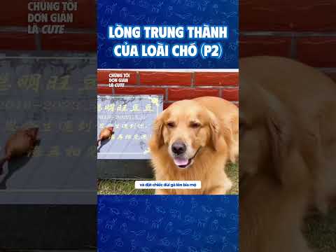Lòng trung thành của loài chó p2 #dongvat