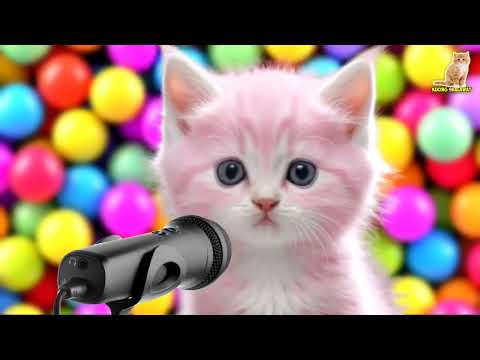 KUCING NYANYI LAGU MAULANA | Kucing Sholawat