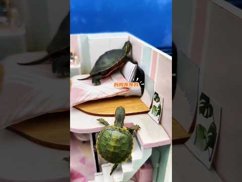সবাই মিলে মায়ের সাথে সুইমিং পুলে নামলাম#turtle