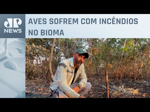 Voluntários se unem para conter chamas no Pantanal