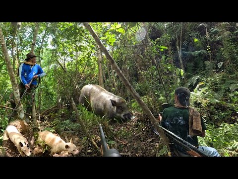 BABI HUTAN LARI BERHAMBURAN DI KEJAR ANJING PEMBURU YANG TANGGUH | Wild Boar Hunting |