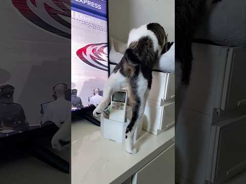 Cats day 24 Oct 2025 #cats #catlover #tombamlucky #fypsg #sgcats