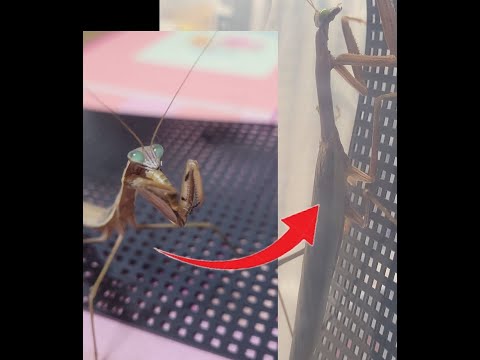 푸른이의 우화!(댓글 이벤트 설명란 확인!)