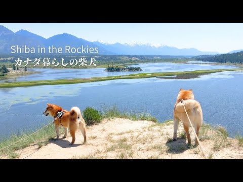 水辺で遊びたいのに熊の出現で我慢を強いられる柴犬達 [4K]