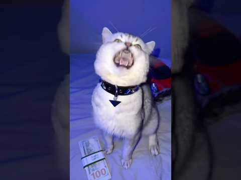 Barking Cat Stole From Me..