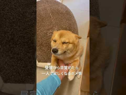 独りと気づいて寂しくなるポメ柴