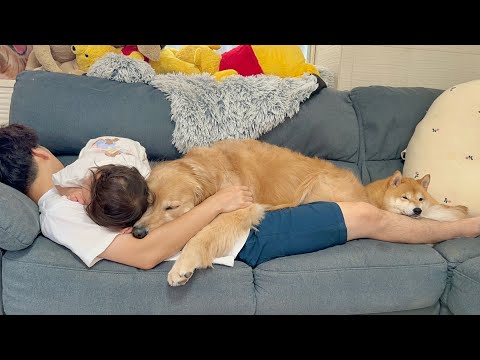 パパが寝ると当たり前のように重なり合っていく豆柴とゴールデンレトリバーと1歳児