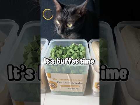 Cats day 29 Oct 2025 #cats #catlover #tombamlucky #fypsg #sgcats