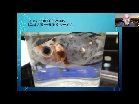 Fish disease case nr. 309 Fancy Goldfish Ryukin wi This video shows a sick Fancy Goldfish, Carassius auratus var., Ryukin with many tubercles in the or