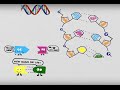 DNA Structure and Function Concepts