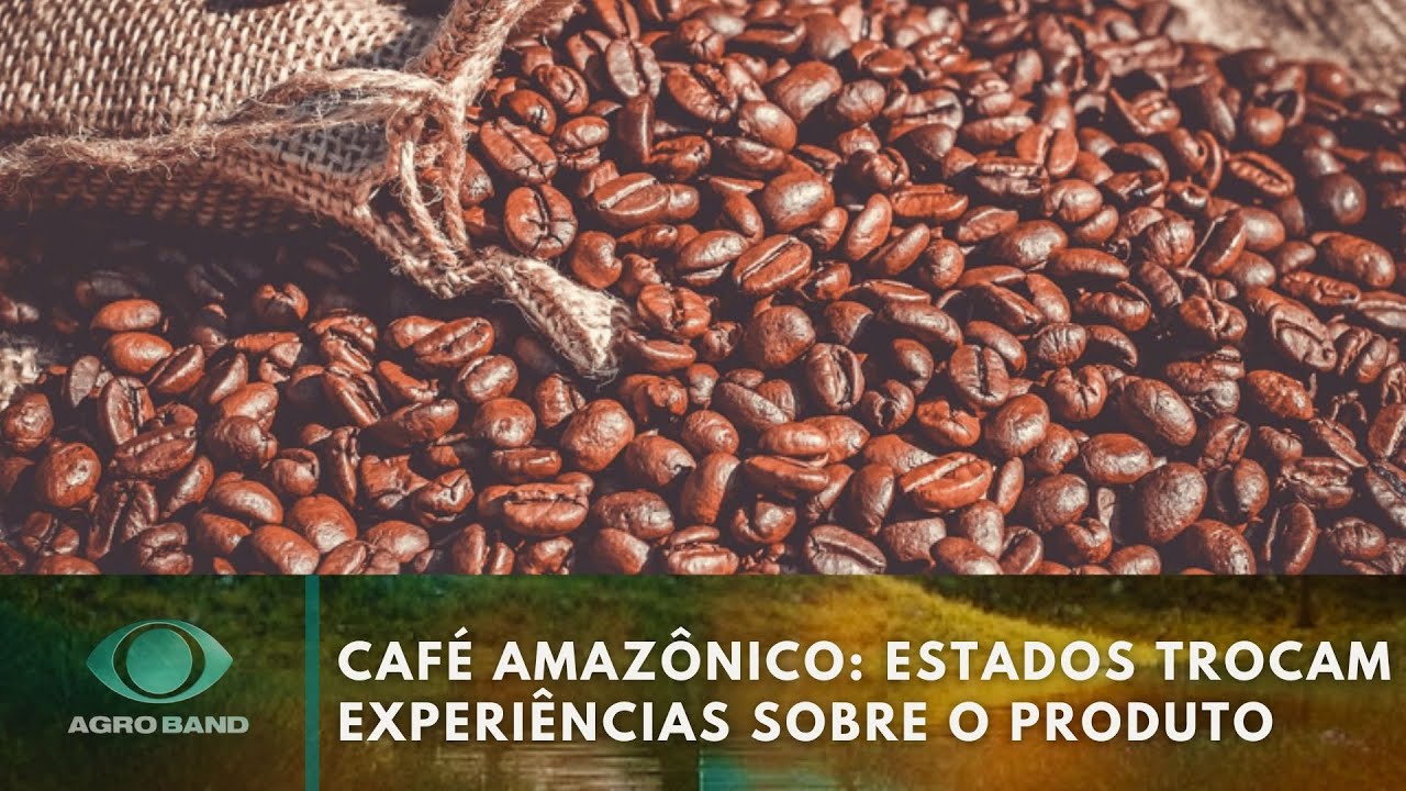 Café amazônico estados do norte trocam experiências sobre o produto