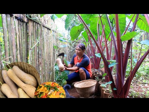 Memasak labu madu untuk biyung setelah menanam benih sintrong didekat saung