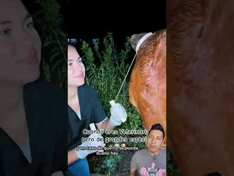 Mantenimiento a cuernos de bovinos #cuernos #ex #bovino #vaca #cow #animal #MVZ #vaqueros #rancho