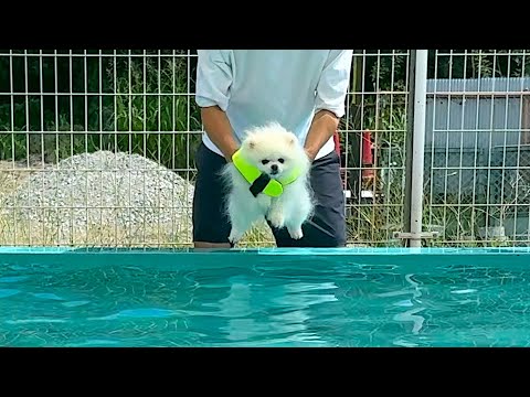 ポメラニアンをプールに入れると起こること