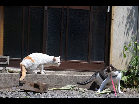 猫の動画サムネイル - さばじろうと野良猫　250529