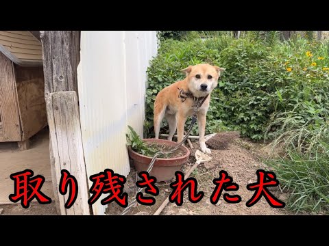 6年間、半径1メートルの世界しか知らなかった犬