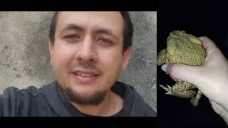 Olha o que ele fez com o sapinho inofensivo 😡