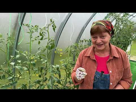 Почему у томатов закручиваются листья.
