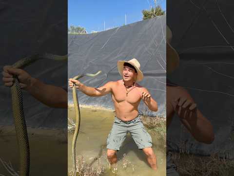 Rescato una Serpiente GIGANTE… #animales #rescate #viral #shorts
