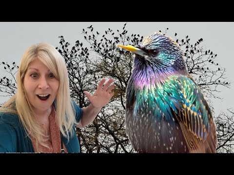 Unbelievable Starling Swarm! A Magical Moment of Nature!