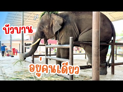 บัวบานอยู่ร้านคนเดียว Elephant Thailand บัวบานอยู่ร้านคนเดียว