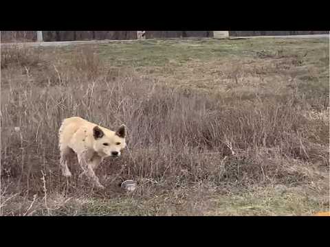 His Low Back Was Badly Damged By Car, He Limped And Run On That Fild Without Any Treatment