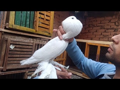 ايه ده 😲مش هتصدق اللي حصل في غيه الحمام 🙄Pigeons