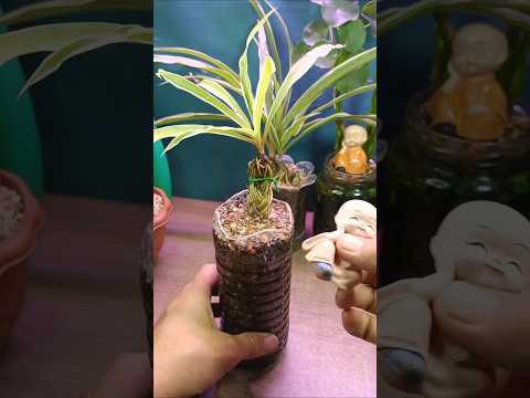 Turned waste beverage bottle in pots spider plant flowers homemade nicely #shorts #diy #plants