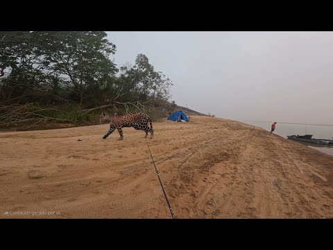 Onça rodou o acampamento no Rio doce o coração quase parou!