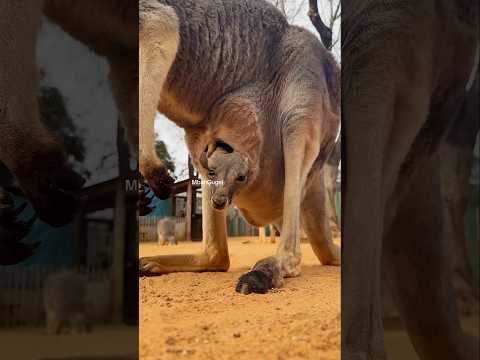 Kantung "Ajaib" Kangguru ‼️