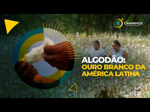 Caminhos da Reportagem | Algodão: ouro branco da América Latina