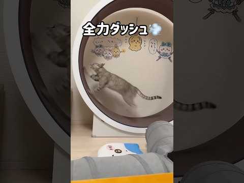 猫の動画サムネイル - 夜に全力ダッシュを見せてくれるマロちゃん！ #shorts