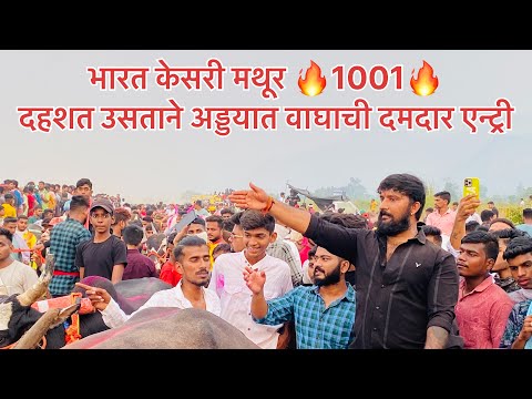 उसाटने॥अड्डयात वाघाची दमदार एन्ट्री ॥विन 🥳॥मथुर ॥मेहबूब ॥ बिनजोड चा बादशाह 🔥मथुर 🔥मेहबूब #viral