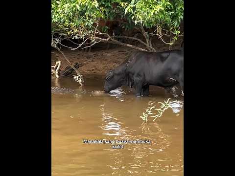 Awalnya Sok Keras, Giliran Di Gas Sesak Nafas #shortvideo #animals #shortsfeed