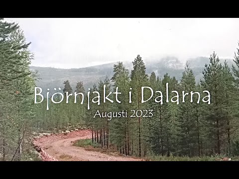 Björnjakt i Älvdalen 2023