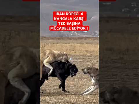 İRAN KÖPEĞİ TEK BAŞINA 4 KARŞI MÜCADELESİ..! #kangaldog #kangal #iranköpeği