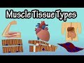 Muscle Tissue Characteristics and Functions
