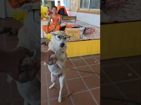 jee FromDo She is Cute Girl 🤪🤪🤪🤪 #dog #petcenter #goldenretriever #animalowner