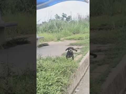 She Wandered the Streets Alone and She Was too Afraid To Be Rescued But We Never Gave Up