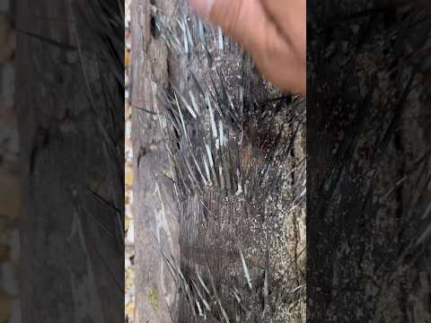 ๐ฑ๐ฑ๐The discovery of gold is covered in terrible thorns,!! material carried by the waterfall #fyp