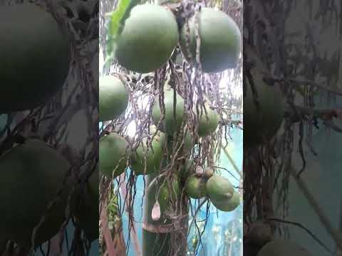 #viral #vlog #shortsvideo