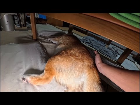 モモ家の柴犬たちの狸寝入り姿と家族の癒しのひととき サムネイル