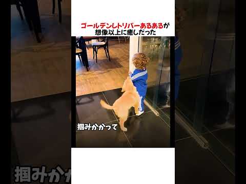 ゴールデンレトリバーあるあるが想像以上に癒しだったwwwww