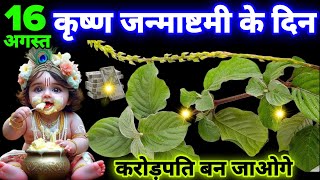16 अगस्त के 😱दिन इस जड़ को लाकर पहन लेना पूरे शरीर का कायाकल्प कर देगा,501% गरीबी होगा Laxmi Mata