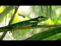 Caribbean Anoles Adaptation and Evolution